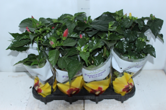 <h4>HIBISQS P13</h4>