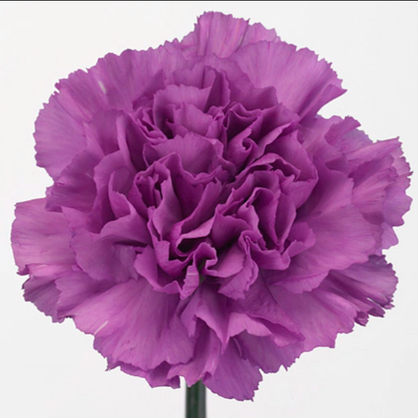 <h4>Dian. ST. Florigene Moonlite</h4>