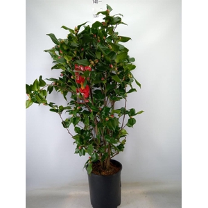 Camellia japonica 'Dr King'