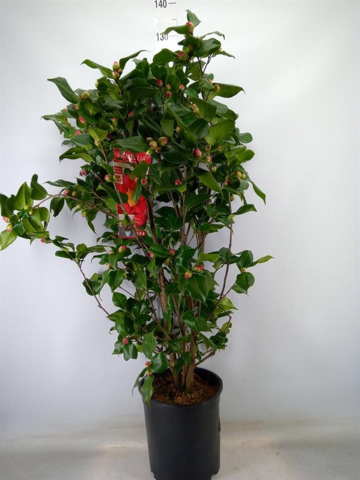<h4>Camellia japonica 'Dr King'</h4>