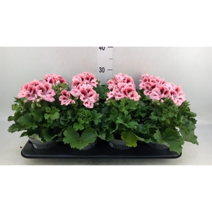 Pelargonium gran.   ..