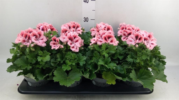 <h4>Pelargonium gran.   ..</h4>