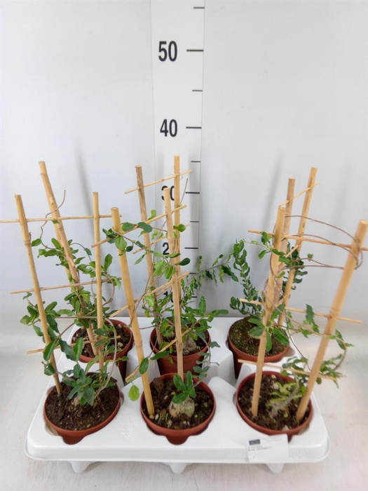 <h4>Succulents   ...</h4>