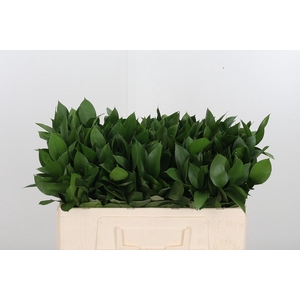 Ruscus