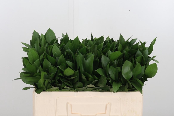 <h4>Ruscus</h4>