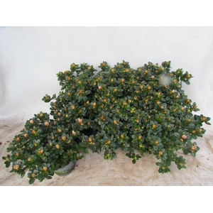 RHODO SI SACHSEN GEM