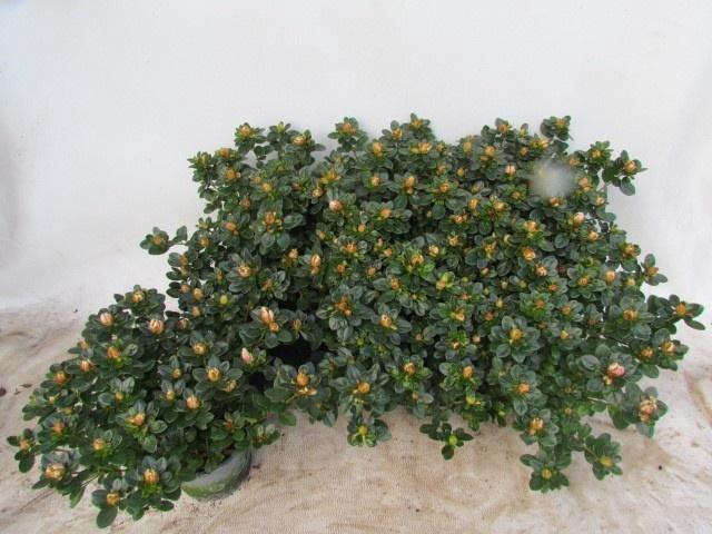 <h4>Rhodo Si Sachsen Gem</h4>