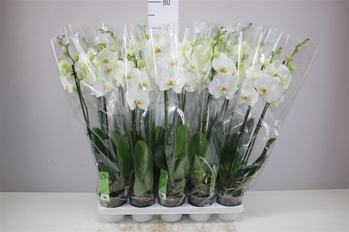 <h4>Phal Wit 2 Tak</h4>