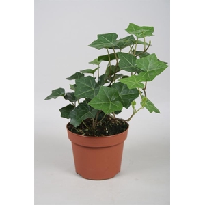 Hedera hibernica tuin