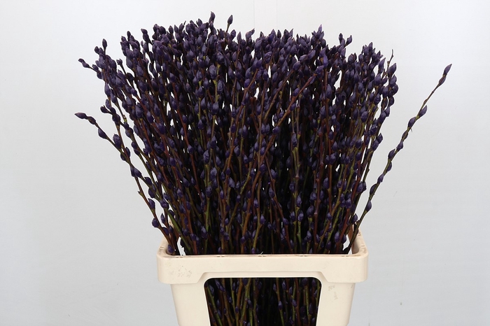 <h4>Salix Caprea Snow Flake P. Aubergine</h4>