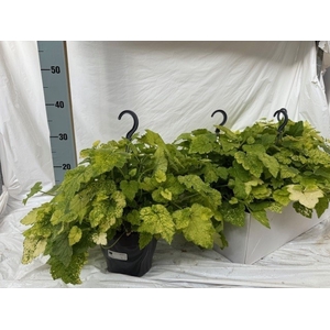 TOLMIEA M VARIEGATA