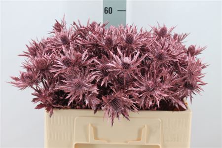 <h4>Eryngium Klb Mettallic Red X40</h4>