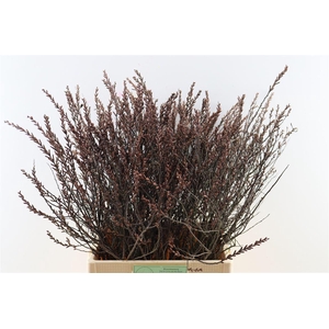 Myrica Gale (gagel) P Stem