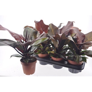Philodendron  'Sunlight'