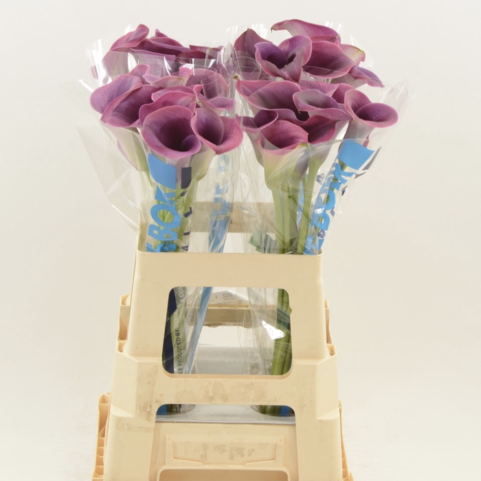 <h4>Calla Promise</h4>
