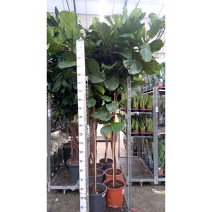 Ficus lyrata