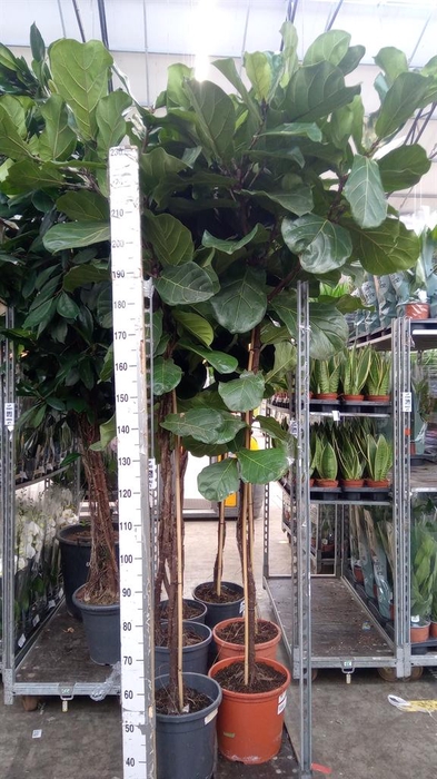 <h4>Ficus lyrata</h4>