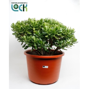 Crassula ovata 