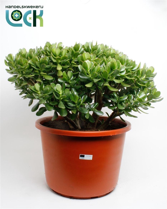 <h4>Crassula ovata </h4>