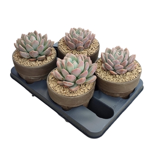 PACHYVERIA 'RUBY DONNA' IN TERRACOTTA POT Ø 15 - TRAY 4 PCS (SUCCULENTEN)