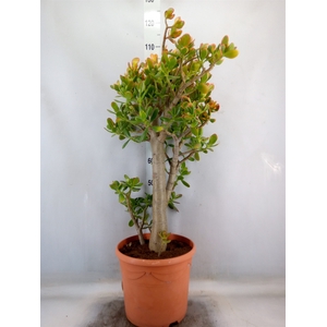Crassula ovata 'Sunset'