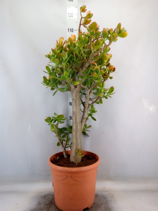 <h4>Crassula ovata 'Sunset'</h4>