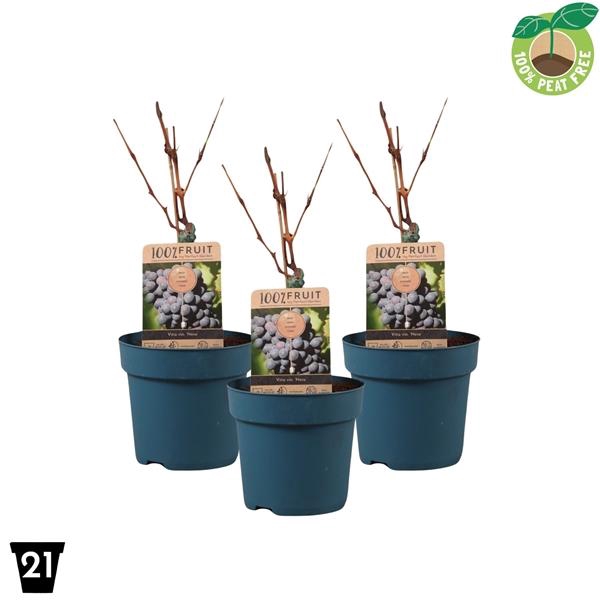 <h4>Vitis vinifera 'Nero', P21 op stam</h4>