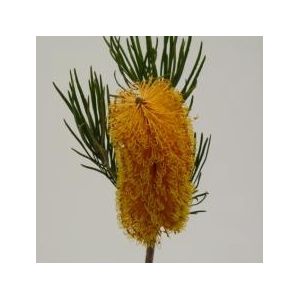 Banksia Collina
