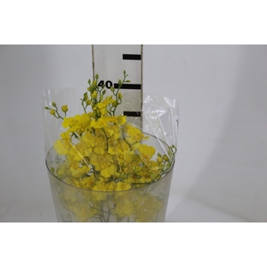 ONCIDIUM HONEY ANGEL 040 CM AMARELO