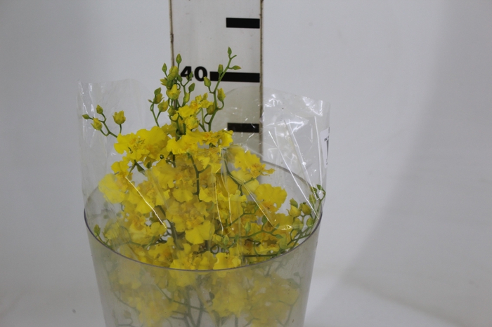 <h4>ONCIDIUM HONEY ANGEL 040 CM AMARELO</h4>