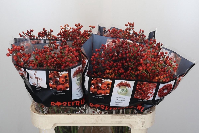 <h4>ROSA AUT ROSEFRUITS</h4>