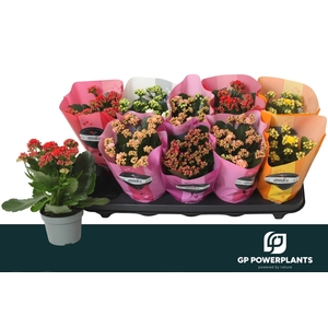 KAL GE PERF GEM 5 KL