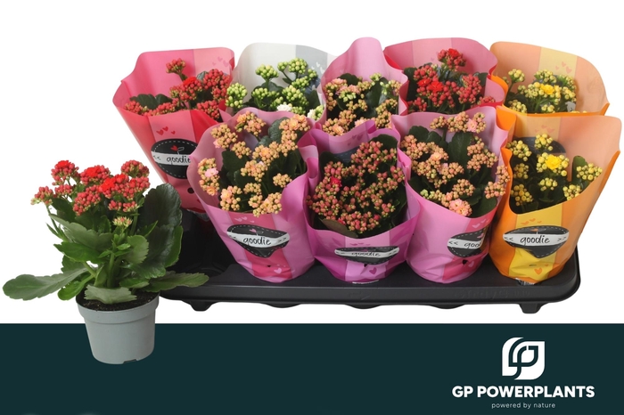 <h4>KAL GE PERF GEM 5 KL</h4>