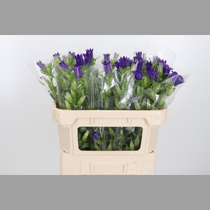 Campanula Cham Blue