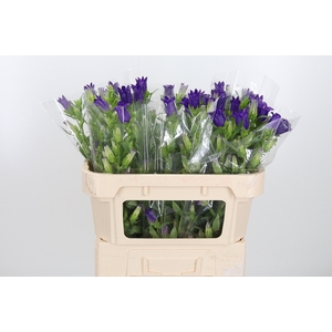 Campanula Cham Blue