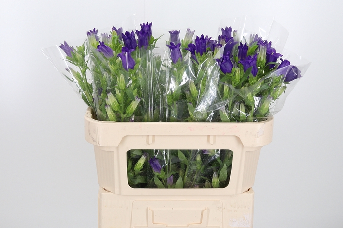 Campanula Cham Blue