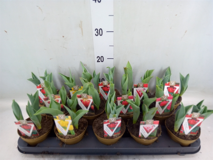 <h4>Tulipa   ...mix</h4>