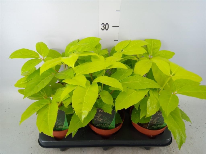 <h4>Schefflera actin.</h4>