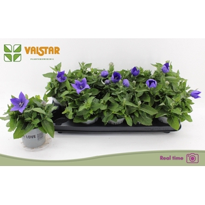 Platyco Gr Astra Blu