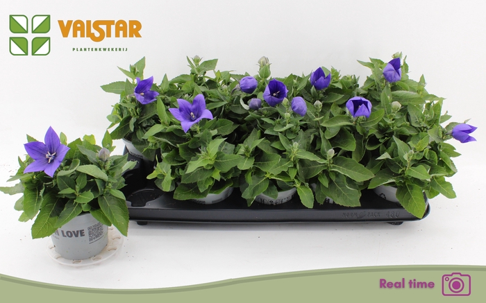 <h4>PLATYCO GR ASTRA BLU</h4>