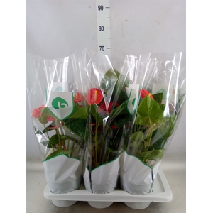 Anthurium andr. 'Madural'