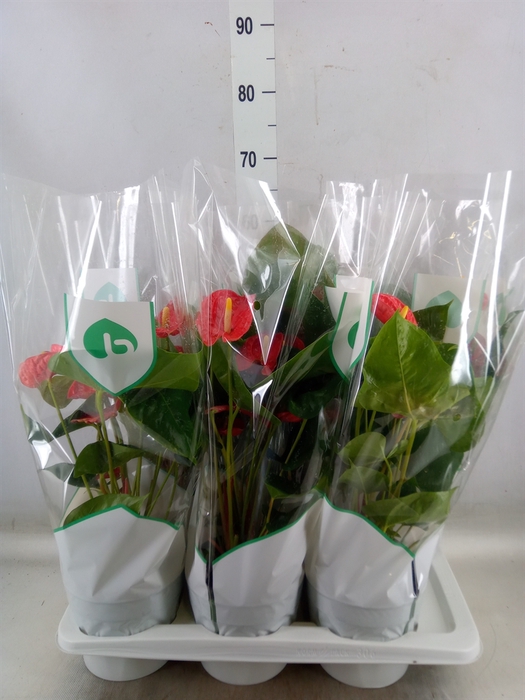 <h4>Anthurium andr. 'Madural'</h4>