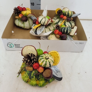 CUCURBITA OV