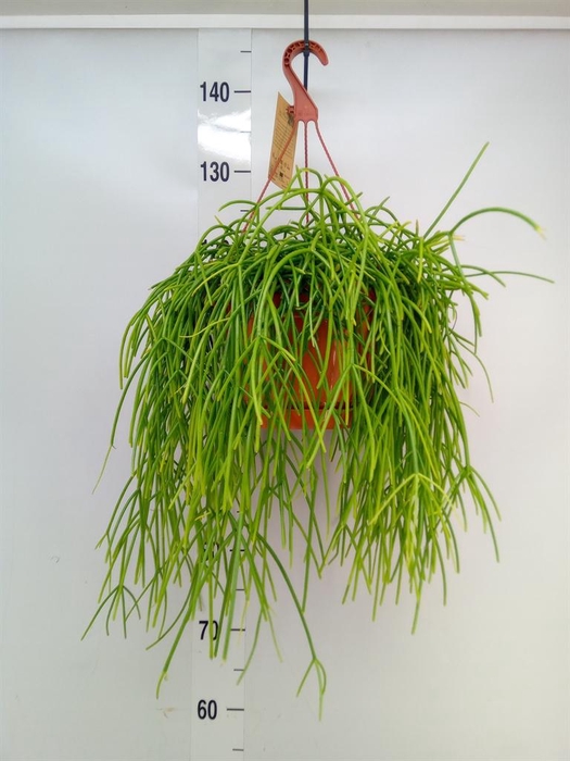 <h4>Rhipsalis ...</h4>
