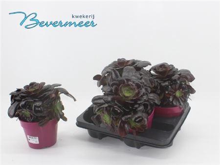 <h4>Aeonium arboreum 'Velours'</h4>
