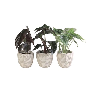 ALOCASIA MIX P6 L 65953