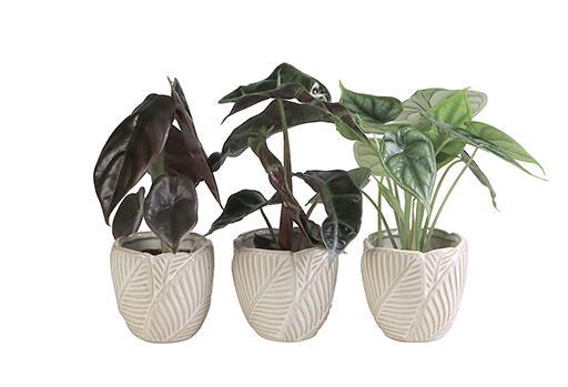<h4>ALOCASIA MIX P6 L 65953</h4>