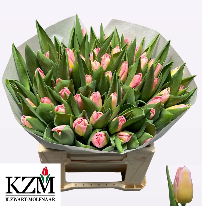 <h4>TU EN TOM POUCE</h4>