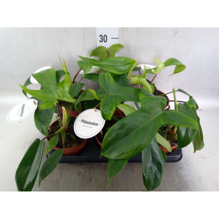 <h4>Philodendron  'Green Beauty'</h4>