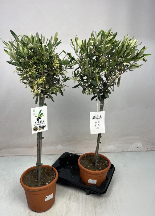 <h4>OLEA EUROPAEA</h4>